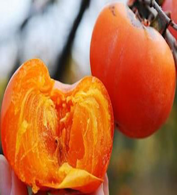 吃柿子的禁忌  空腹不能吃柿子