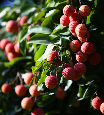 哪些水果不能放冰箱 不能放冰箱的水果有哪些