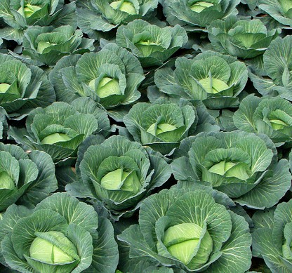 食疗药膳 卷心菜食谱调理你肠胃