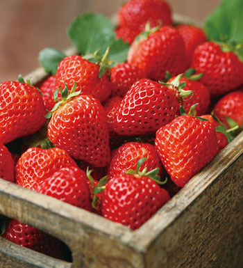 反季节水果好看不中用 吃反季节水果谨防激素