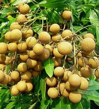 女性如何改善贫血 补铁补血小心别掉下6大误区