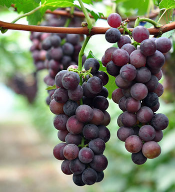 戒不掉烟  抽烟男人吃什么降低抽烟危害