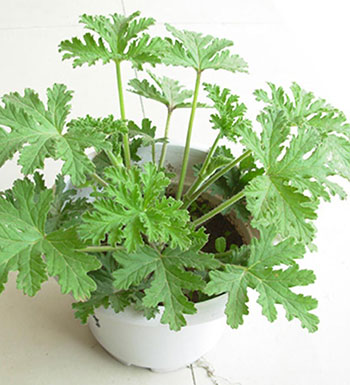 夏季蚊虫多怎么办 让驱蚊植物来帮你