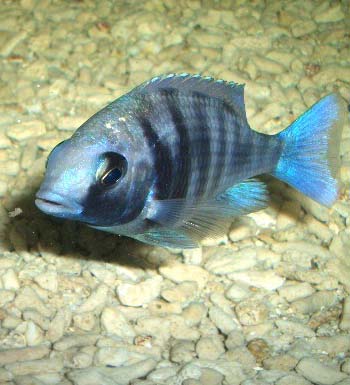 吃鱼禁忌 四类人最好别吃鱼 吃鱼的四大秘密