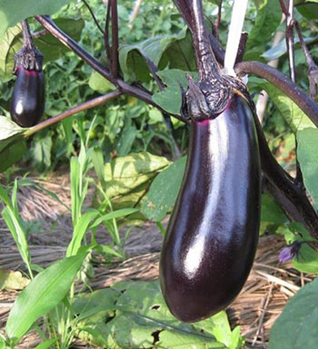 常吃这4种食物 让你远离短寿 高压线