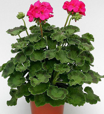 夏季蚊虫多怎么办 让驱蚊植物来帮你