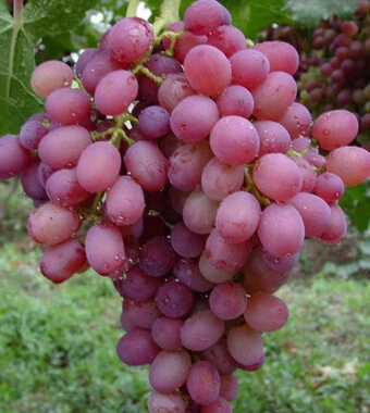 睡眠不好吃什么 5种水果可提高睡眠质量