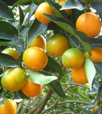 金桔的功效与作用 化痰止渴消食醒酒