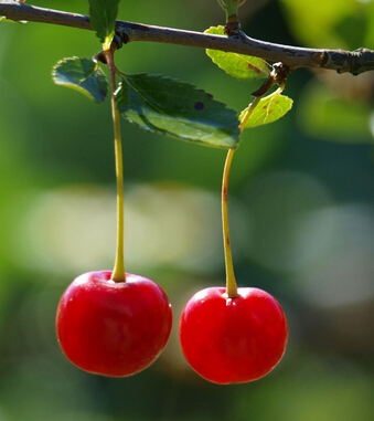 补血吃什么好 4大水果补血养颜远离疾病