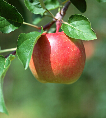 苹果的功效与作用 苹果的美容养颜功效