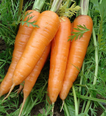 端午节如何健康饮食 注意饮食的合理搭配