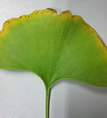 银杏叶的功效与作用 银杏叶泡水喝有哪些禁忌