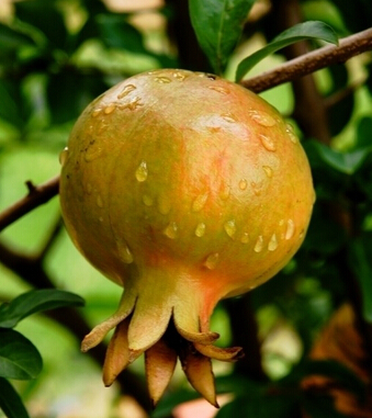 吃什么抗衰老 有助女人青春永驻的水果