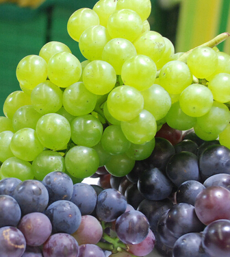 水果养生 10种秋季水果的食疗作用