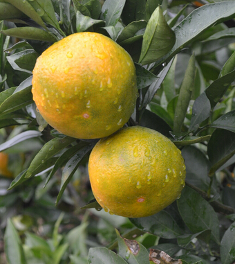 补血吃什么好 4大水果补血养颜远离疾病