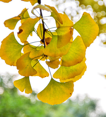银杏叶的功效与作用 银杏叶泡水喝有哪些禁忌