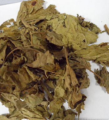 桑叶有什么作用 桑叶可以治疗痘痘色斑