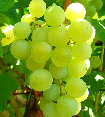 葡萄的功效与作用 葡萄的美肤大法