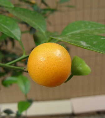 金桔的功效与作用 化痰止渴消食醒酒