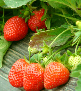 如何预防癌症 十种果蔬让你摆脱癌症困扰