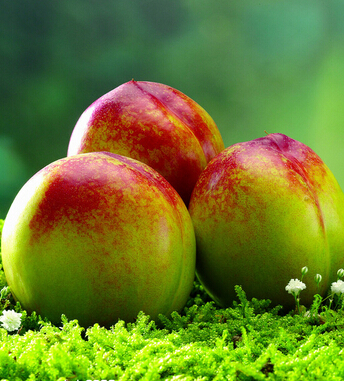 健康饮食小知识 这些水果竟和砒霜一样毒