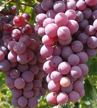 葡萄的功效与作用 葡萄可有效防衰