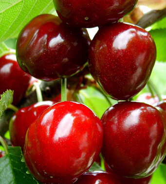 春季养生 春季我们吃什么才最养生