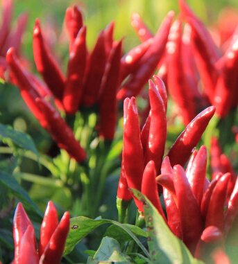 白领丽人 上班族午餐四大补救办法