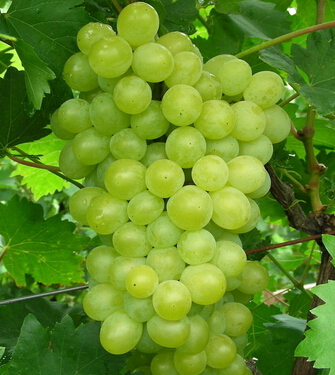 水果的营养价值 看看你的身体最需要哪种水果