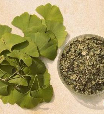 银杏叶的功效与作用 银杏叶泡水喝有哪些禁忌