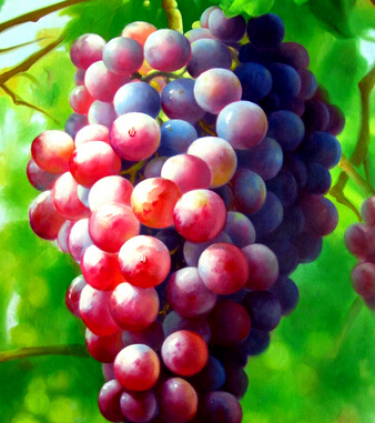 吃什么抗衰老 能够隐藏岁月痕迹的水果