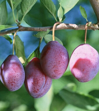 吃什么排毒 七种水果帮助女人扫除毒素