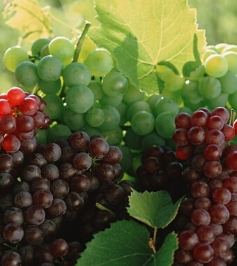 葡萄的功效与作用 丰收之季吃葡萄的好处