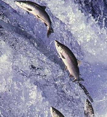 壮阳补肾 吃出男人健康体魄