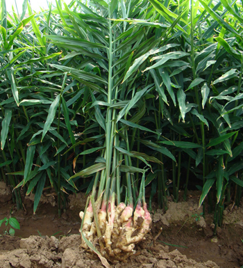 生姜的作用有哪些 开胃健脾促进食欲