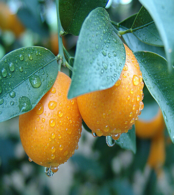 金桔的功效与作用 化痰止渴消食醒酒