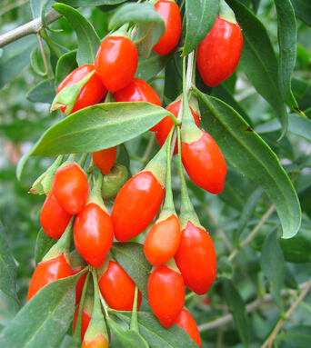 泡沫之夏 女人夏季养生三宝