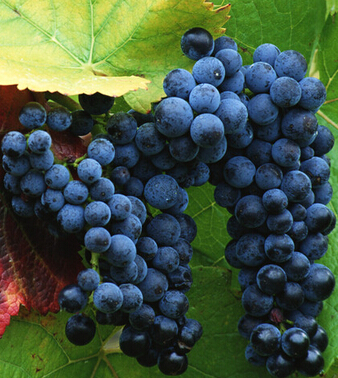 葡萄的功效与作用 葡萄可有效防衰