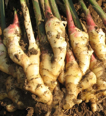 男人早上吃姜有三大功效 肝功能变好