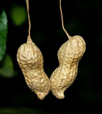 健康饮食小知识 10大坚果食用禁忌