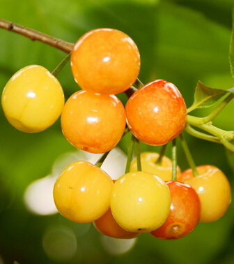 樱桃的功效与作用 樱桃好吃营养高