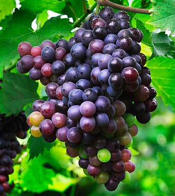 皮肤干燥怎么办 春季保湿加抗燥8水果最给力