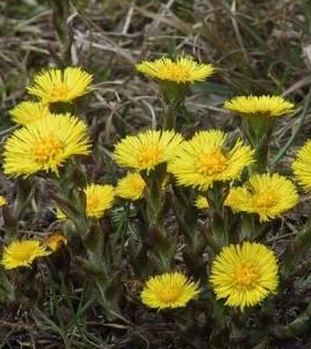 咳嗽吃什么好的快 用蜂蜜治疗的21种方法