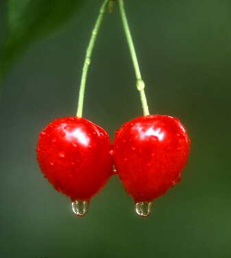 樱桃的功效与作用 樱桃好吃营养高