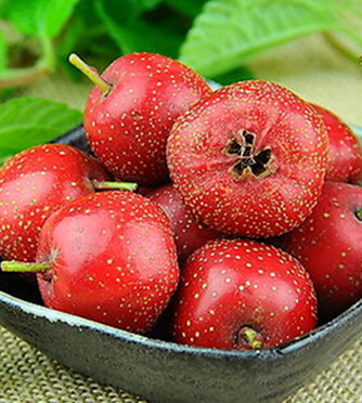 山楂的功效与作用 山楂降低血压消食又活血