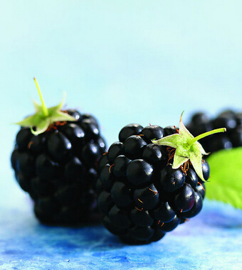 桑葚的功效与作用 桑葚保健抗老安眠防脱发