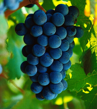 葡萄的功效与作用 葡萄的十大食疗作用