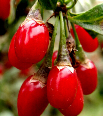 补肾的食物 成就 硬 男人