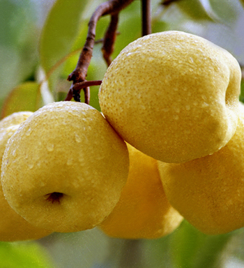 减肥瘦身吃什么好 吃什么水果减肥快