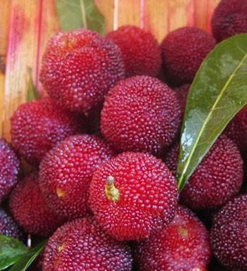 得了胆囊炎怎么办 胆囊炎吃什么水果好